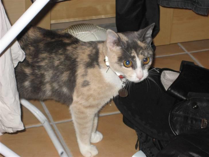 Huskat Frida - ØV! ØV! Der var ikke nogen mus under tørestativet! hmm.... billede 16