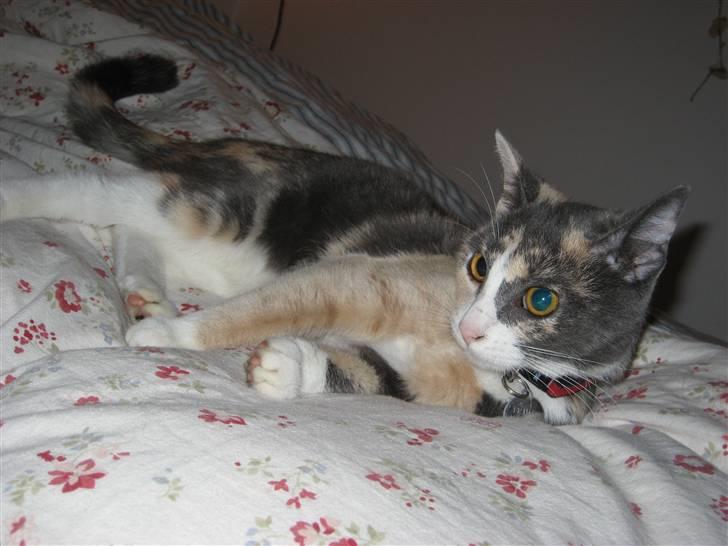 Huskat Frida - Her ligger hun og ser tv sammen med mig! :D billede 17