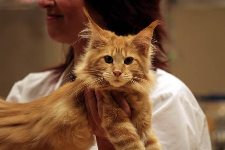 Maine Coon Micharlo's Dior - SceneShow i Nyborg d. 6.1.2008 billede 14