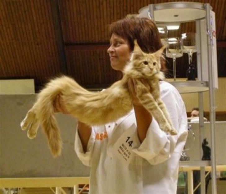 Maine Coon Micharlo's Dior - SceneShow i Nyborg d. 6.1.2008 billede 16