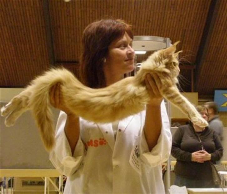 Maine Coon Micharlo's Dior - SceneShow i Nyborg d. 6.1.2008 billede 17