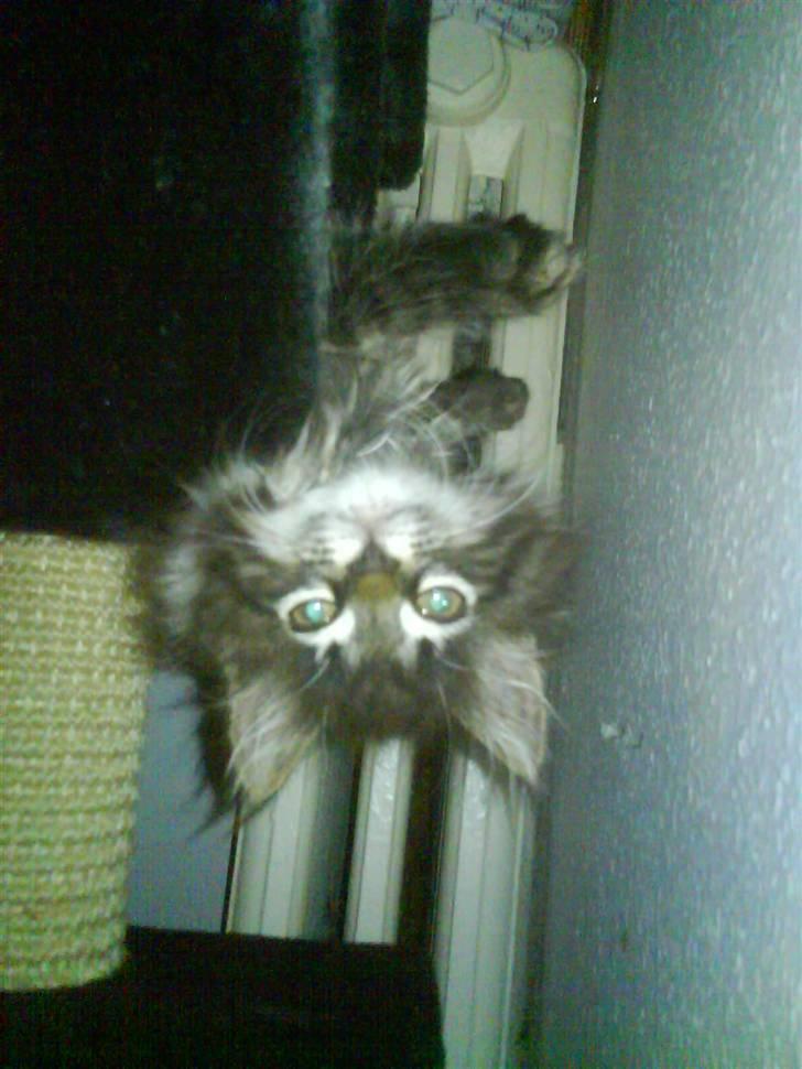 Blanding af racer Josefine billede 1