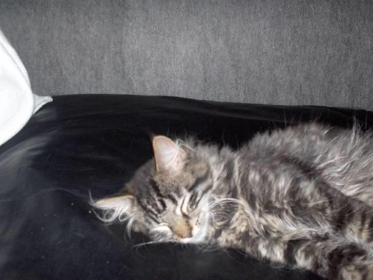 Blanding af racer Josefine billede 2