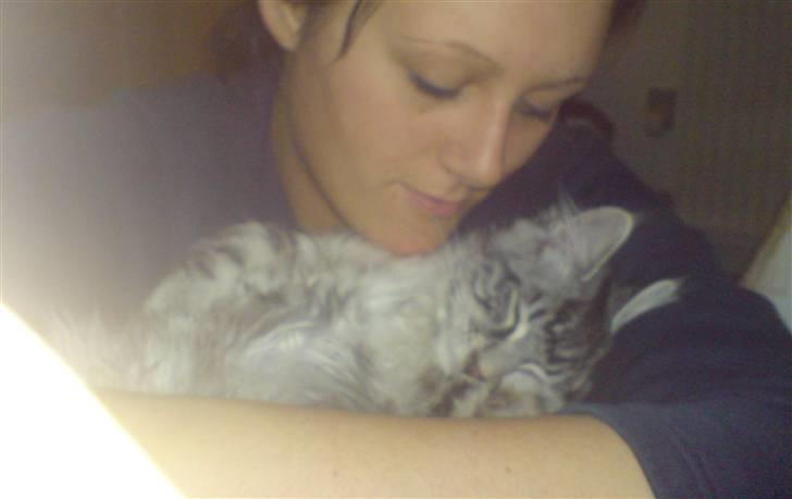 Maine Coon Dirk - Min lille Baby :-) billede 4