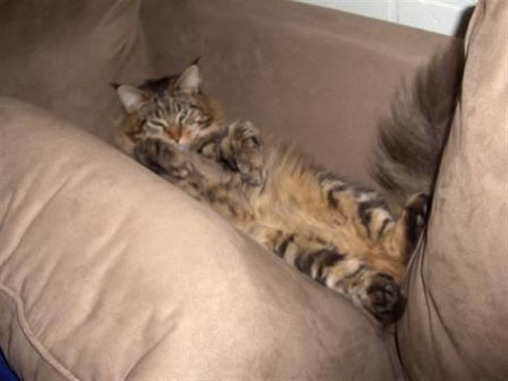 Maine Coon Axis mundi hambus  - hjæp jeg faldt ned bag hynden billede 10