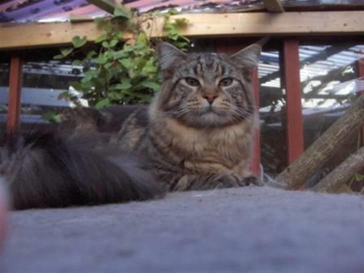 Maine Coon Axis mundi hambus  - king of the kattegård billede 11