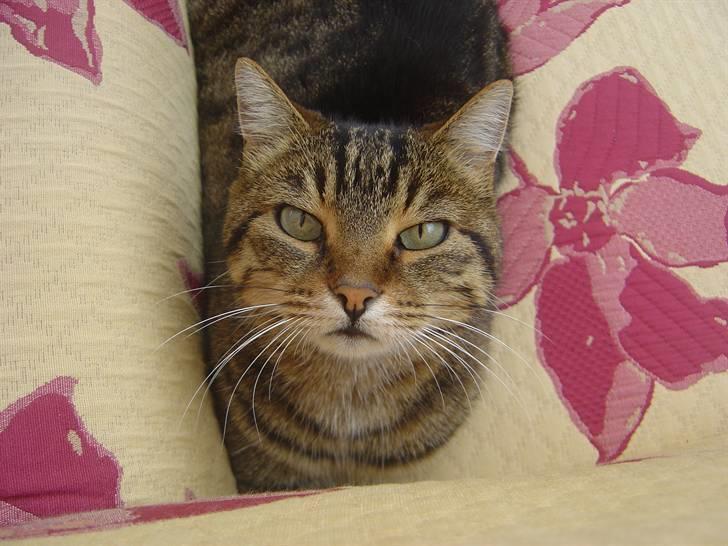 Blanding af racer Mille billede 3