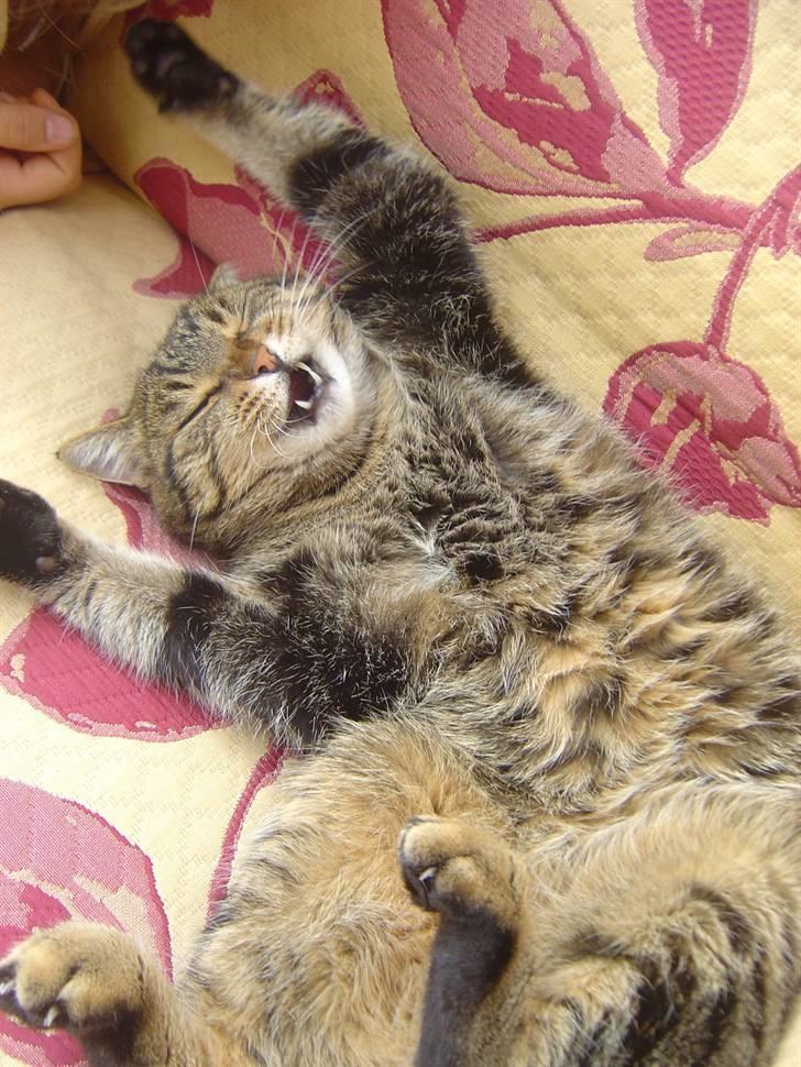 Blanding af racer Mille billede 4