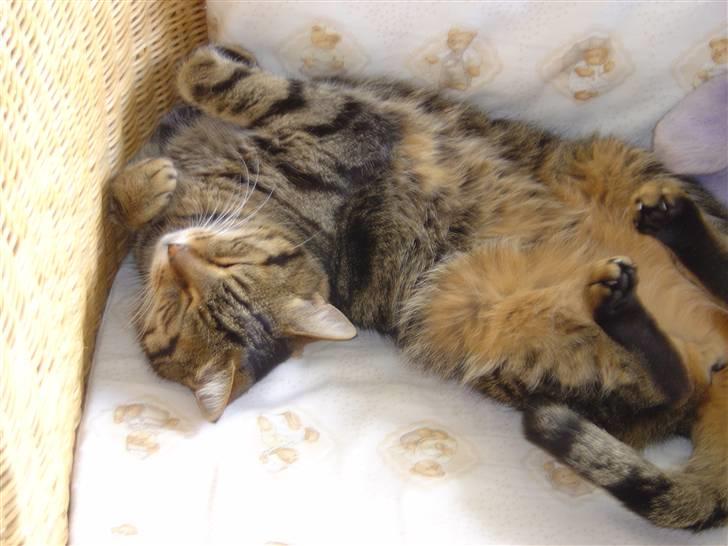 Blanding af racer Mille billede 5