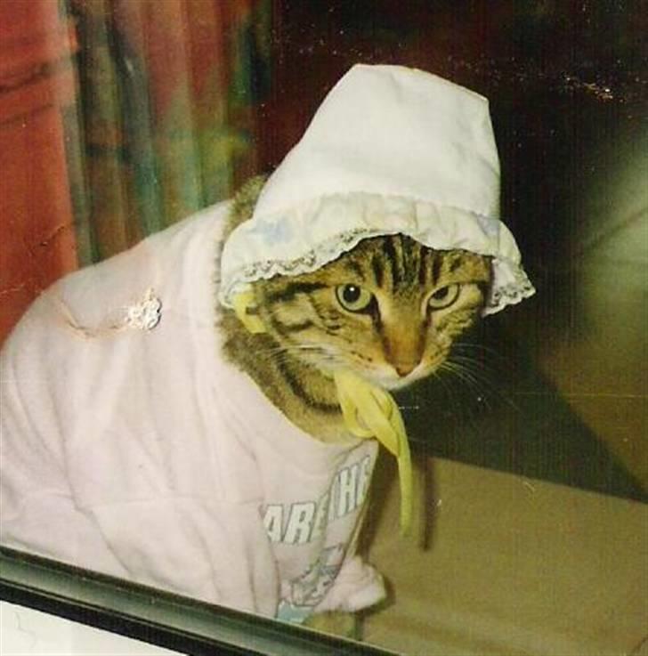 Blanding af racer Mille billede 6