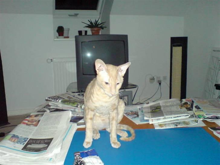 Cornish Rex Bojan billede 17