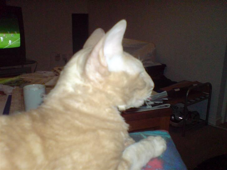 Cornish Rex Bojan billede 18