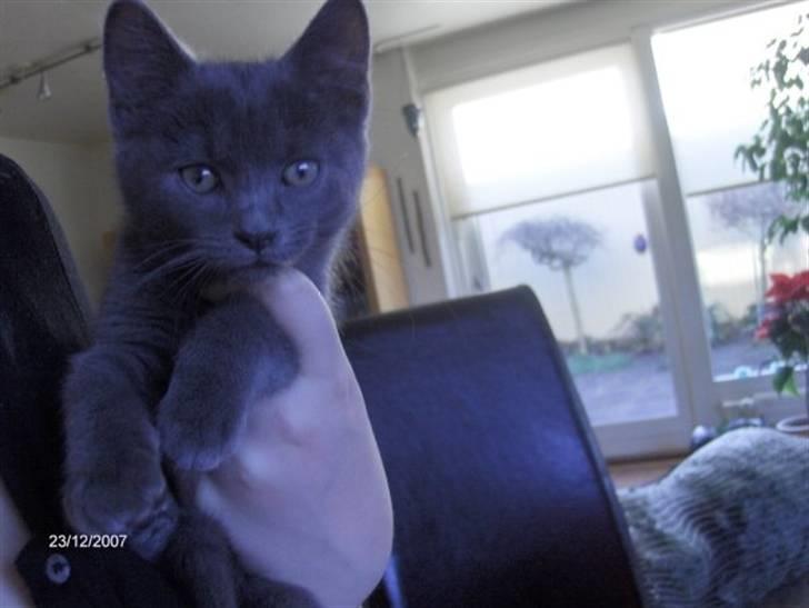 Huskat Victor billede 1