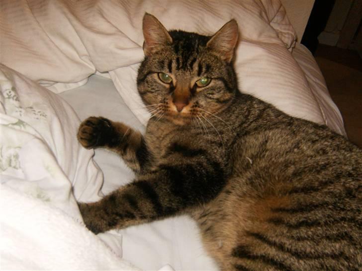 Blanding af racer Berta - Ahh :P billede 16