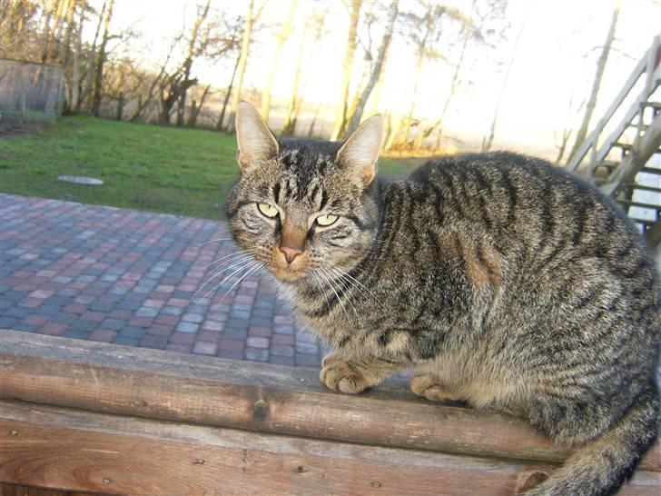 Blanding af racer Berta billede 17