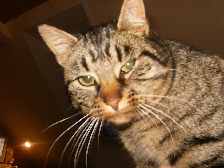 Blanding af racer Berta billede 18