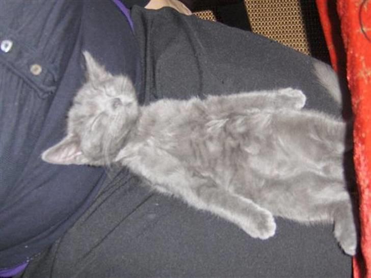 Huskat Victor billede 2