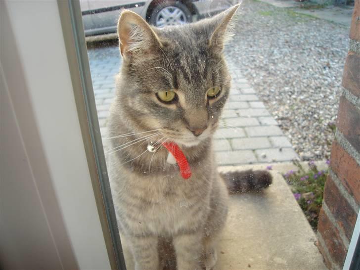 Huskat Gråmis (oude) - hej oude<3 billede 1