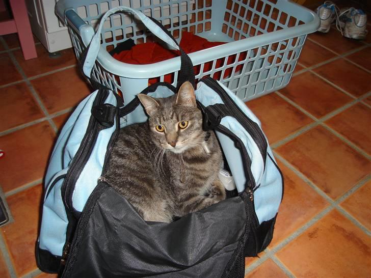 Huskat Gråmis (oude) - i tasken igen xD (han ELSKER bare den taske xD) billede 4