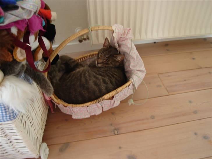 Huskat Gråmis (oude) - og her sover han i en lille kurv SÅÅÅÅÅ nuttet  billede 5