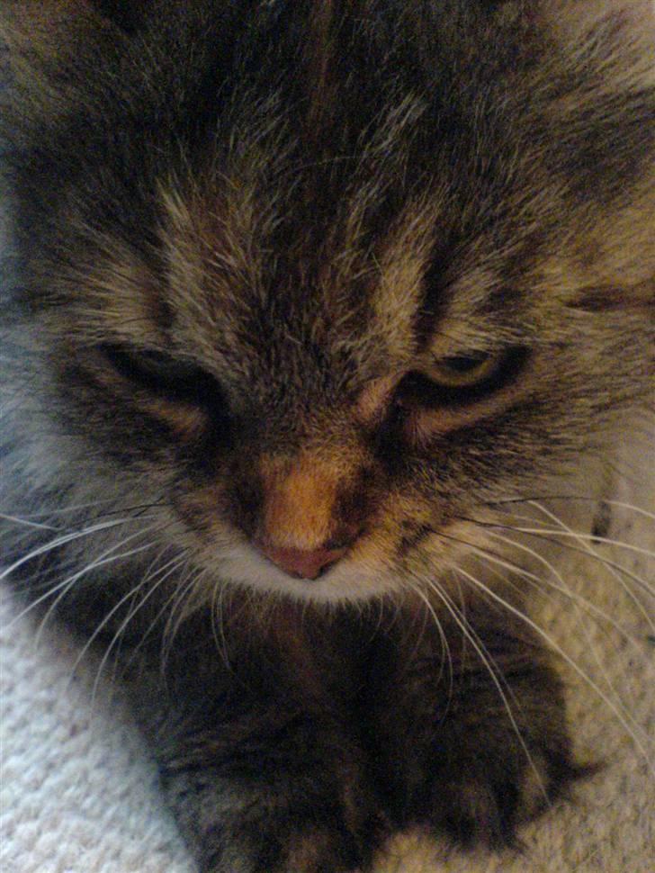 Blanding af racer Cleo >solgt< billede 20