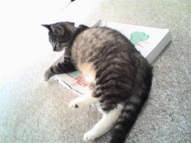 Huskat Lui - Lui havde skabt sit eget empire på en tom pizzabakke under sofsbordet, og vi fik høvl hvis vi prøvede at fjerne den:) billede 14