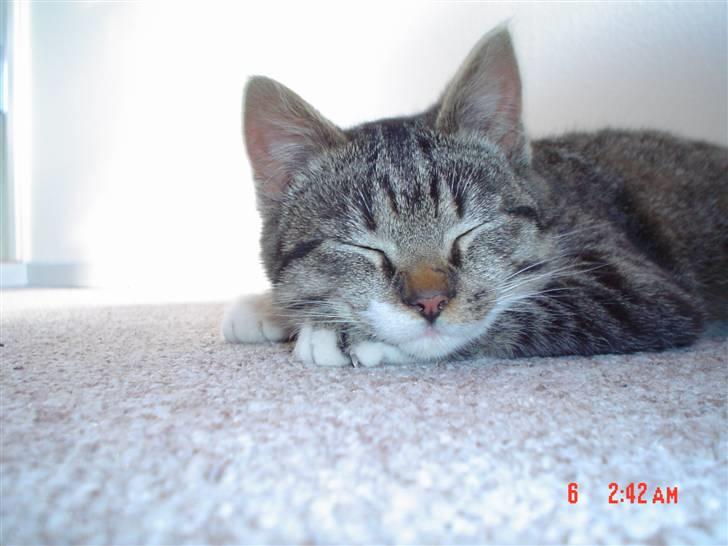 Huskat Lui - Cute ha? billede 15