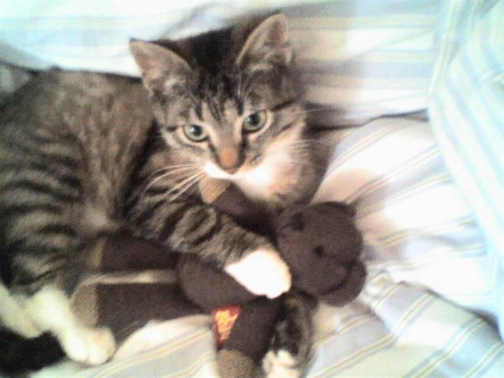 Huskat Lui - Lui med hans Teddy:) billede 16
