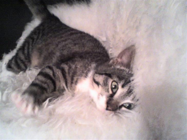 Huskat Lui - En rigtig lille nuser. Så sød han er;) billede 18