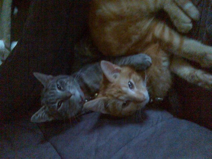 Huskat garfield ( er løbet væk) - garfield og mivs billede 2