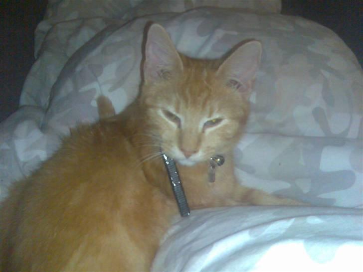 Huskat garfield ( er løbet væk) billede 3