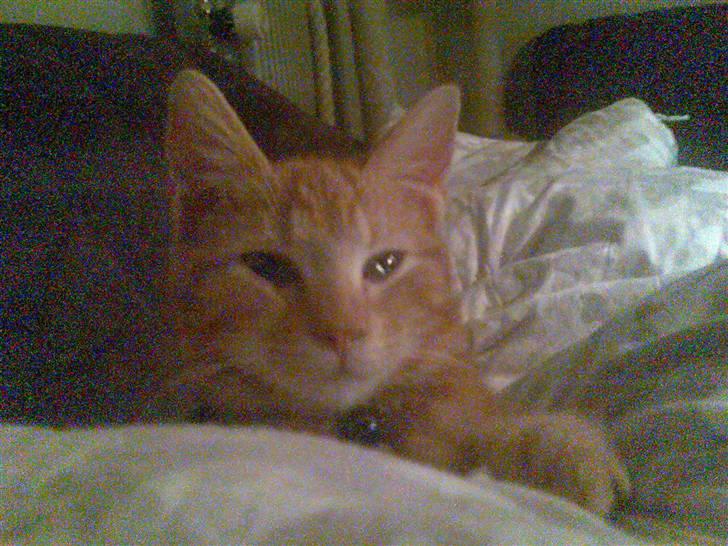 Huskat garfield ( er løbet væk) billede 4