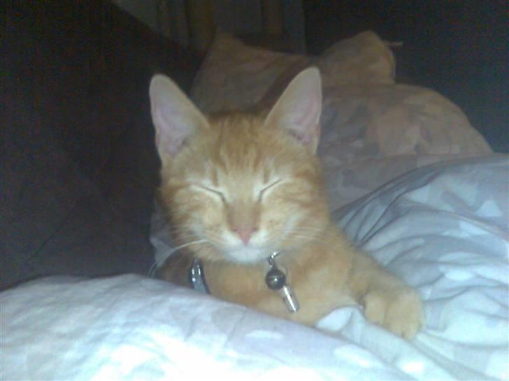 Huskat garfield ( er løbet væk) billede 5