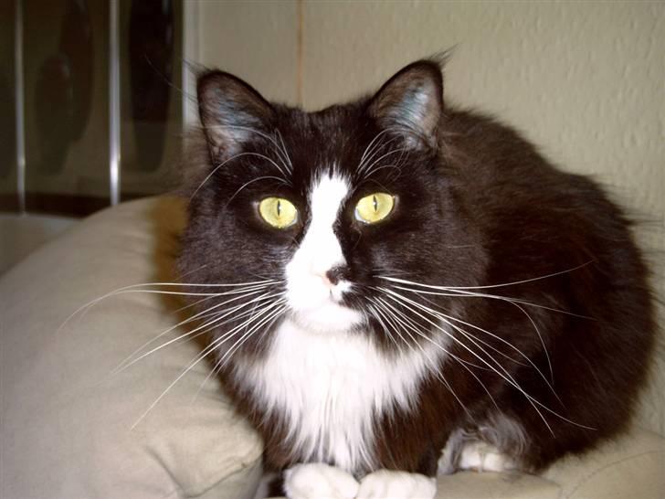 Maine Coon Sonnie - moar kast nu den aviskugle billede 1