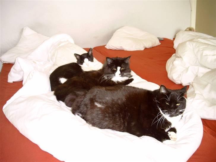 Maine Coon Sonnie - se så kan jeg holde varmen, jeg ligge i midten. billede 2