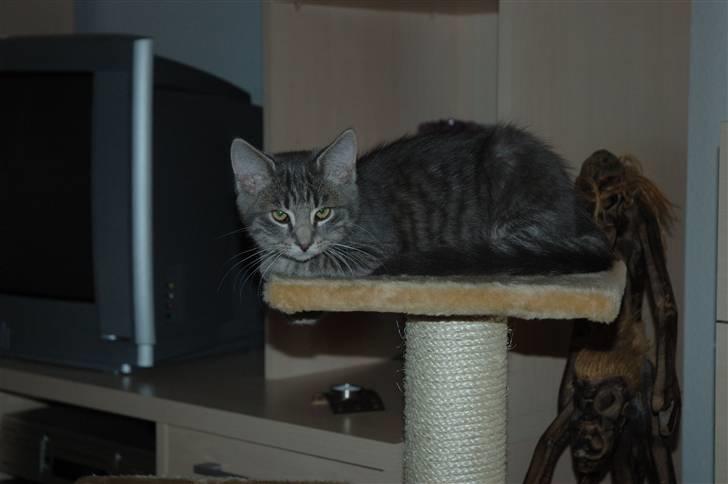 Huskat Jaws - Dovner på kradsetræet. billede 9