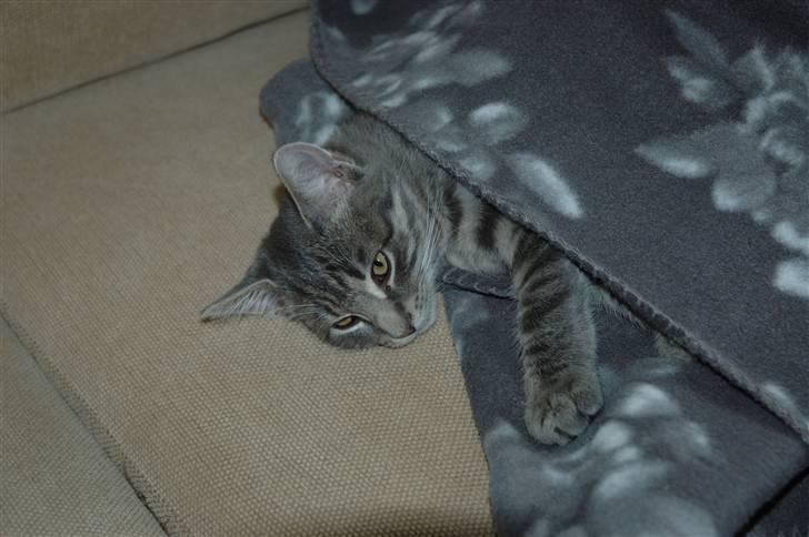 Huskat Jaws billede 10