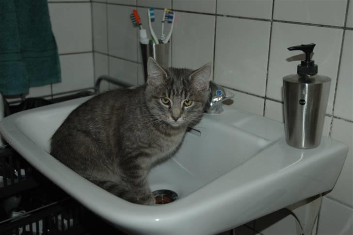 Huskat Jaws billede 11