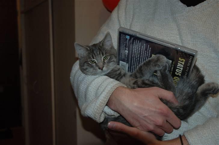 Huskat Jaws billede 12