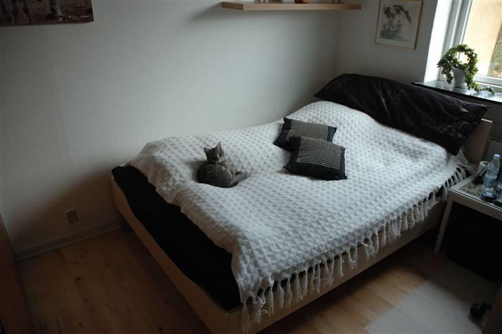 Huskat Jaws billede 13