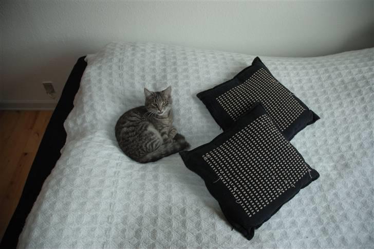 Huskat Jaws billede 14