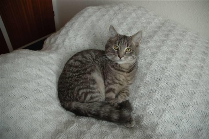 Huskat Jaws billede 15