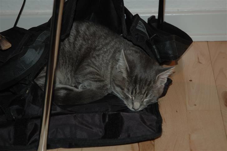 Huskat Jaws billede 16