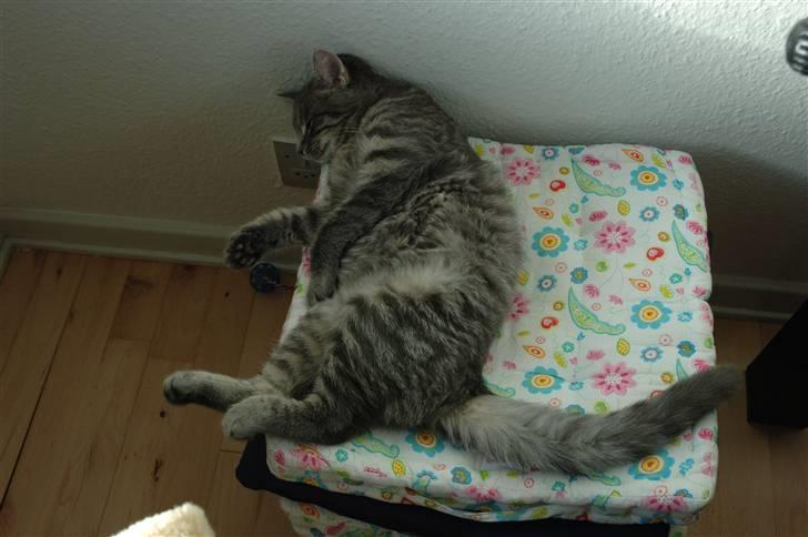 Huskat Jaws billede 17