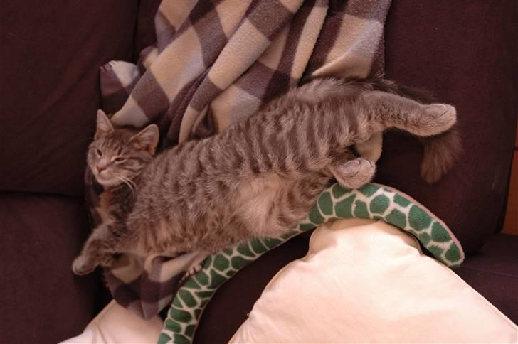 Huskat Jaws billede 18