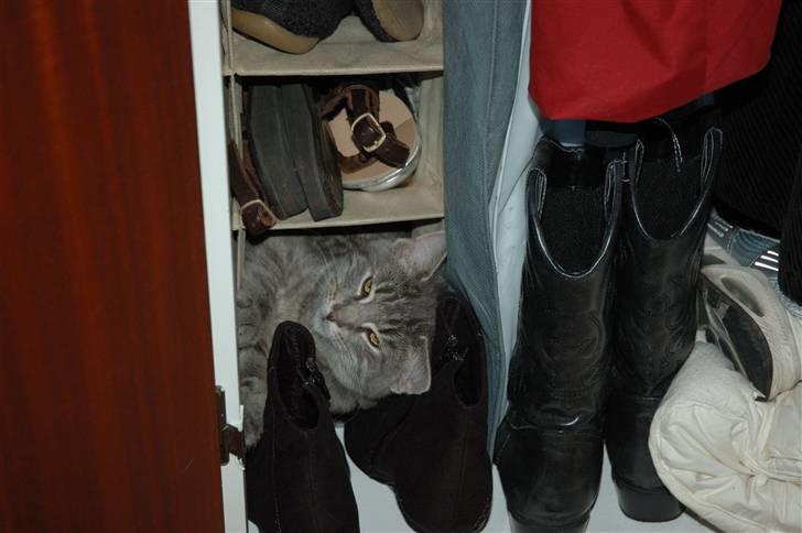 Huskat Jaws billede 19