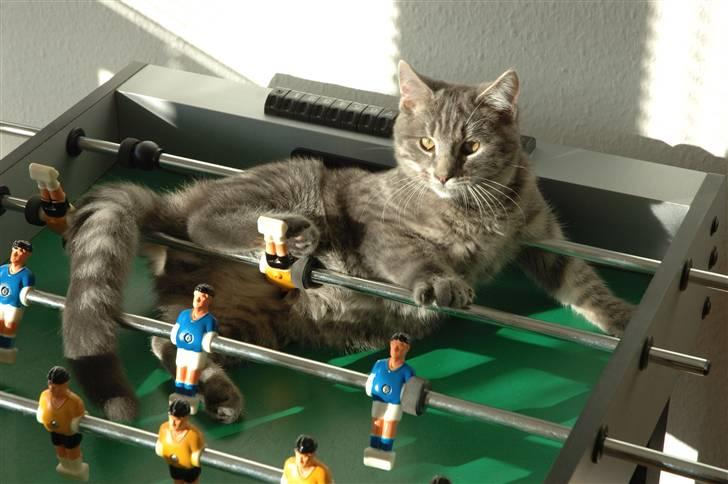 Huskat Jaws billede 20