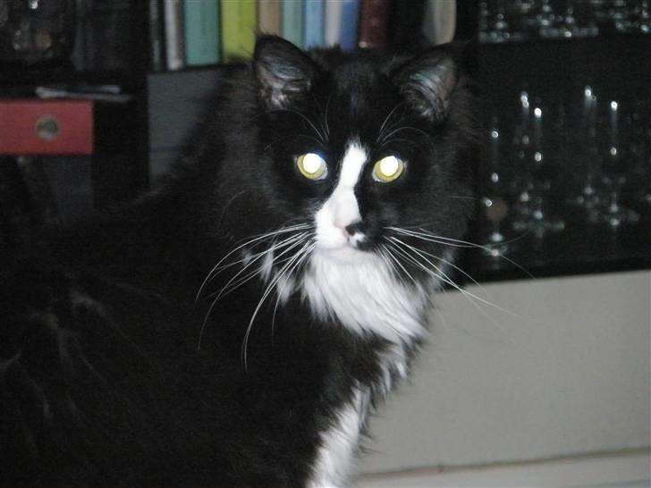 Maine Coon Sonnie - ligner jeg ikke en topmodel billede 3