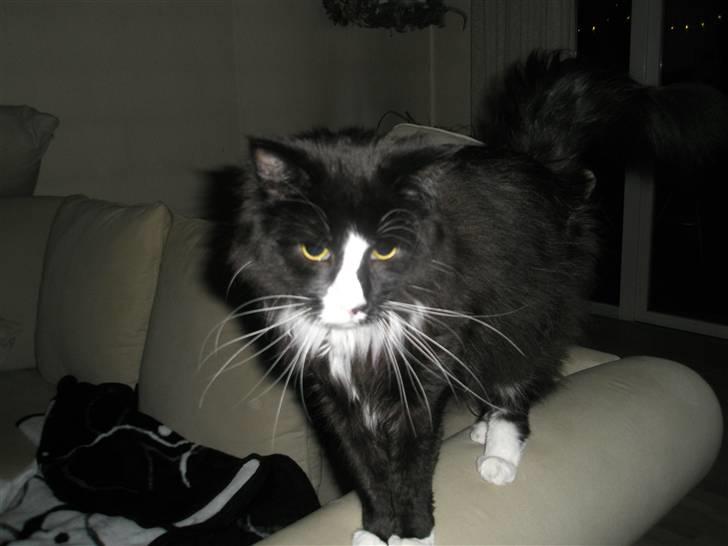 Maine Coon Sonnie billede 4