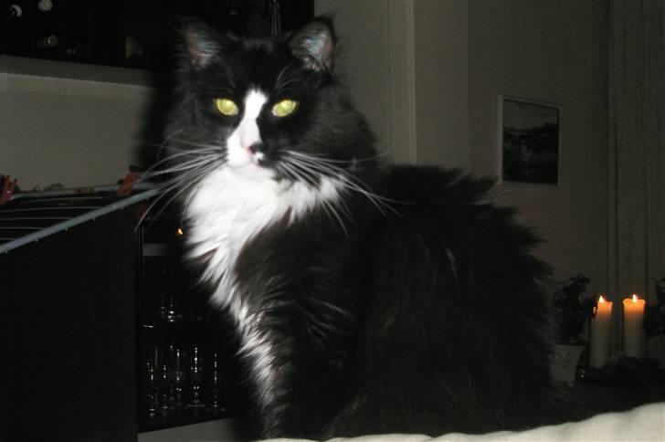 Maine Coon Sonnie billede 5